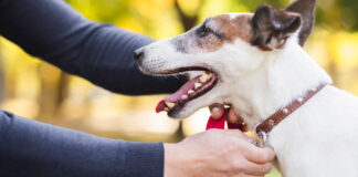 Custom Retractable Dog Leash In The USA