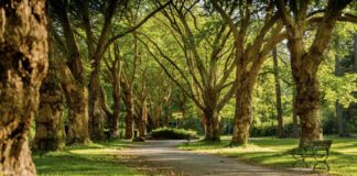 Study: Live Near a Public Park? It Could Boost Your Brain Health