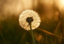 Coping With Ambiguous Loss