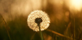 Coping With Ambiguous Loss