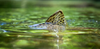 Is There a Sustainability Difference Between Freshwater and Saltwater Fish?