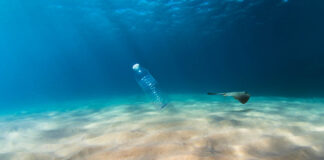 How Much Does Pollution Affect Seafood Quality?