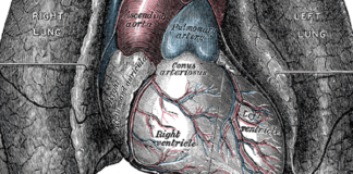 Omecamtiv mecarbil not associated with improved exercise capacity compared with placebo in patients with chronic heart failure with reduced ejection fraction