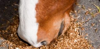 Fact Or Fiction? Horses Should Not Be Fed Before Exercise – Horse Racing News