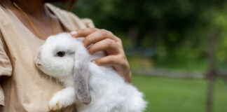 Caring For Your Rabbits In The Summer Months