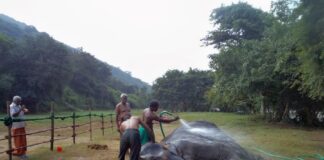 Poor diet, low exercise leave TN temple elephants stressed, unhealthy