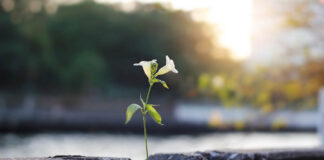 Support After a Suicide