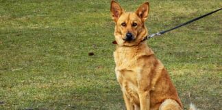 Dog attacks rising due to improper breeding, lack of exercise