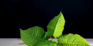 Beginner’s Guide To Red Bali Kratom