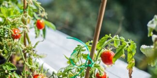 Tips On Creating An Outdoor Garden As A Renter