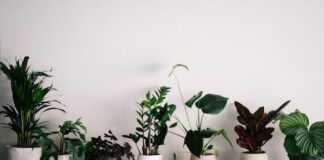Why Having Indoor Plants Can Potentially Work Wonders For Your Health