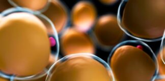 How to shrink fat cells and exercise to make them healthier