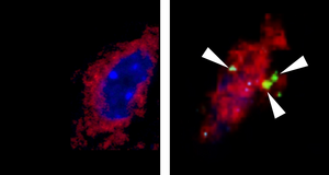 Study clarifies how physical exercise burns m