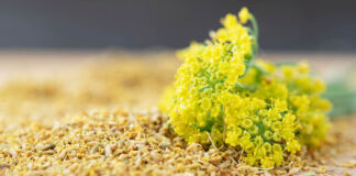 What Is Fennel Pollen and How Do I Use it?