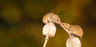 ‘Love Hormone’ Oxytocin Fights Alzheimer’s Symptoms in Lab Mice