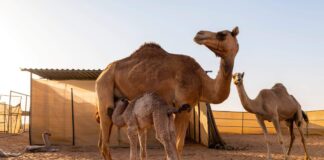 How Can Autistic Children Improve The Symptoms