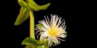 Key Things Newbies Should Know About Kanna-Infused Products