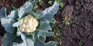 What Is Upcycled Food?