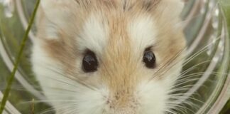 Best small animal exercise wheels in 2022