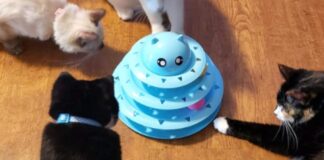 $10 Toy for Picky Cats Need Exercise – SheKnows