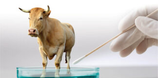 What is Biocultivated Meat?