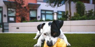 Here’s How To Repair Your Damaged Artificial Grass At Home