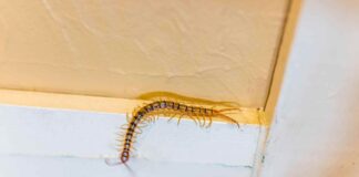 What You Should Know About The House Centipede