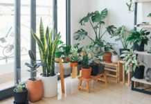 How Indoor Plants Boost Your Mental And Emotional Health
