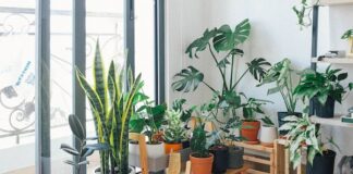 How Indoor Plants Boost Your Mental And Emotional Health