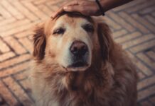 Taking Care Of A Dog With Arthritis: 7 Expert Tips