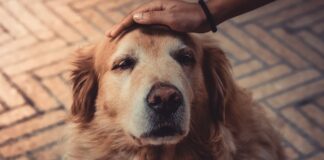 Taking Care Of A Dog With Arthritis: 7 Expert Tips