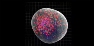 COVID Can Cause Long-term Cognitive Symptoms. But Why?