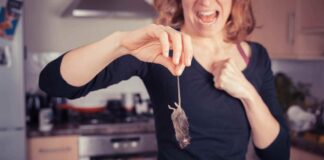 How To Identify And Control Common Household Pests