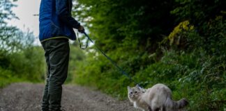 Top Tips To Make Travel With Your Cat Easier
