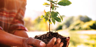 Make the World a Better Place: Plant a Tree!