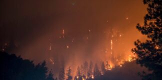 The Brain Fog of Climate Trauma: a Wildfire’s Longterm Cognitive Effects