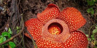 The Fascinating World Of Guinness Record-Holding Flowers