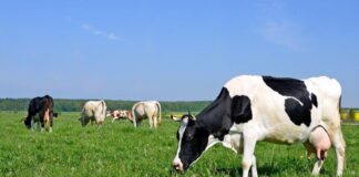 Health Benefits of Grass-Fed Beef