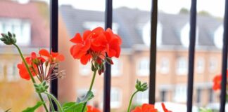 Low-Maintenance Flowers To Beautify Your Balcony