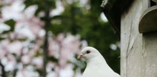 What Do Different Animals Represent?