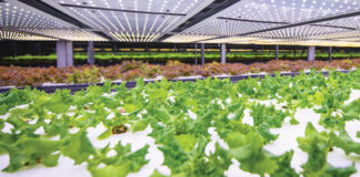 How to Eat a More Climate-Friendly Diet