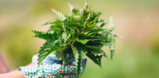 7 Nutrients That Provide Allergy Relief