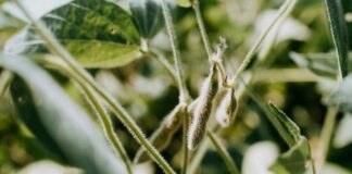 Discover The Benefits Of Eating Foods Rich In Soy 2023