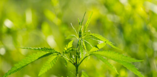 Here’s What You Need to Know About Cannabis and Cognitive Decline