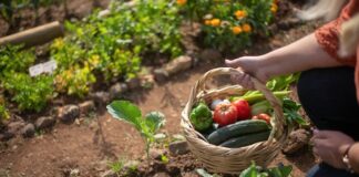 Can You Keep A Vegetable Garden Going Year-Round?