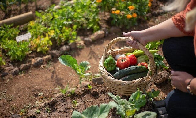 Can You Keep A Vegetable Garden Going Year-Round?