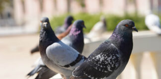 Best Ways To Get Rid Of Pigeons In The UK