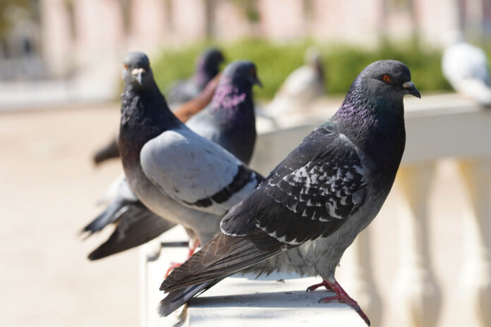 Ways-To-Get-Rid-Of-Pigeons.jpg