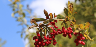 The Benefits of Berberine and How I Use It