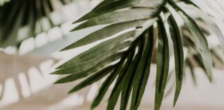 5 Wellness Trends to Embrace This Summer